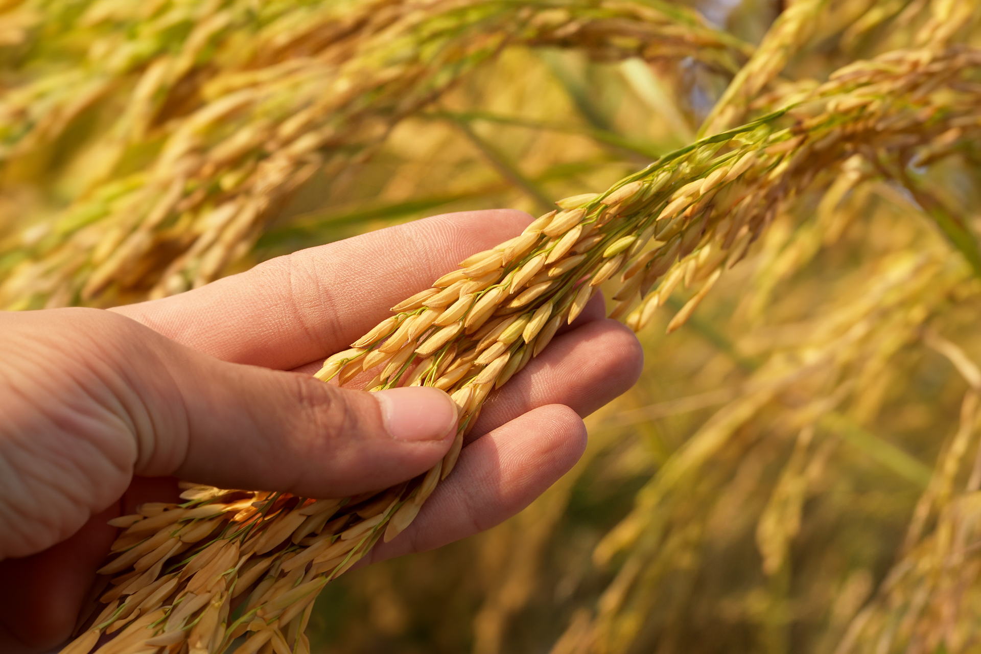 KLEANTEKS'in Konya'da ürettiği baskılı ve baskısız naylon pirinç çuvalı. Pirincin tazeliğini ve kalitesini koruyan tasarım.